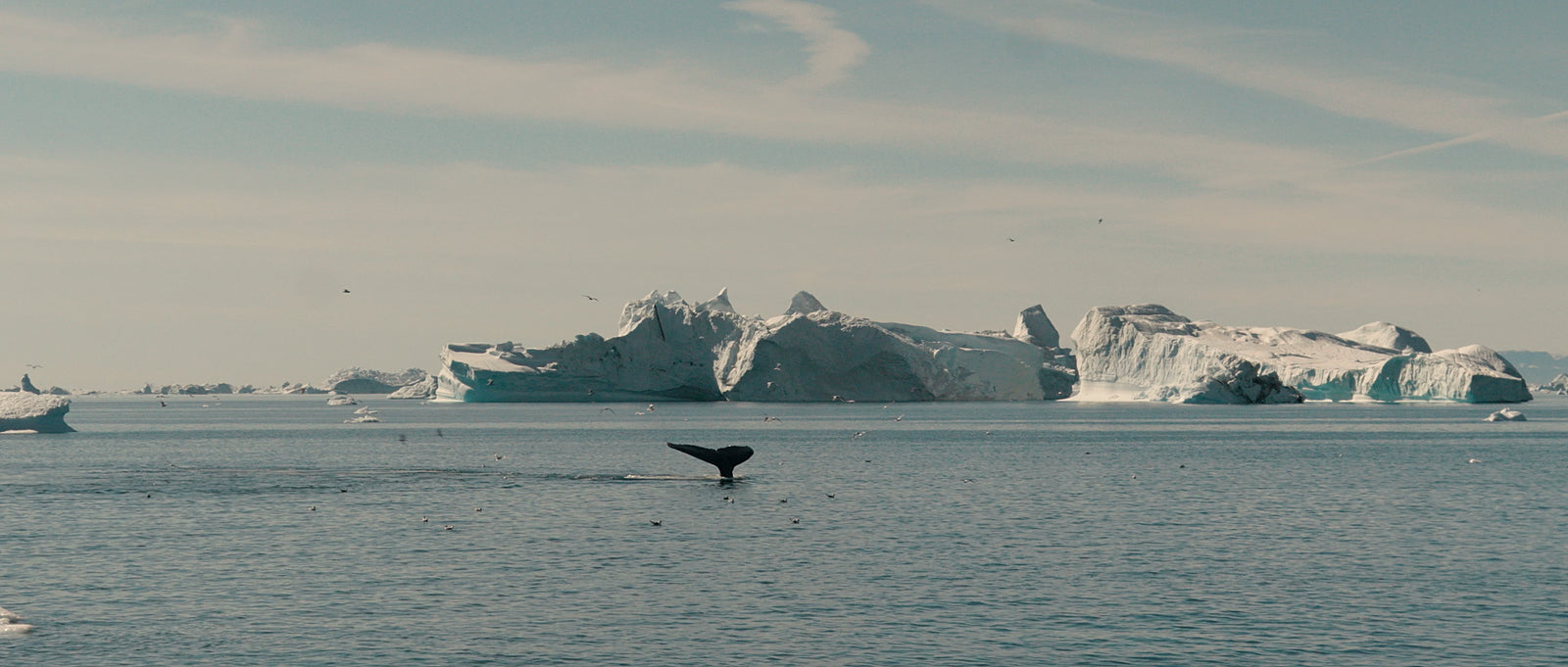 Whales observed during an expedition in Greenland